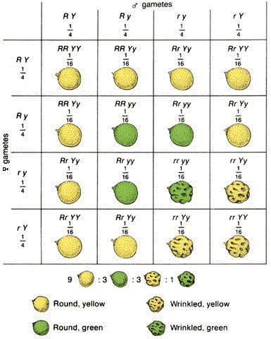 RY, Ry, ry, ry (parent 1) and RY, Ry, ry, ry (parent 2) Step 3: Set up a large 4x4 Punnett square, place one gamete set from the parent on the top, and the other on the side Step 4: Write the