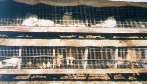 A puppymill is a commercial breeding facility