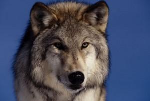 Wolf Species &