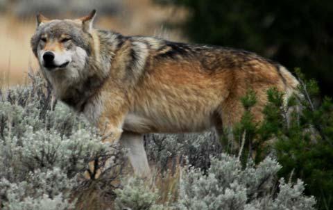 Rocky Mountain Wolf 2.