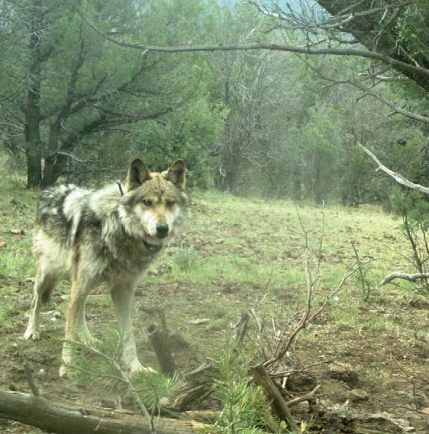 Mexican wolf M1107.