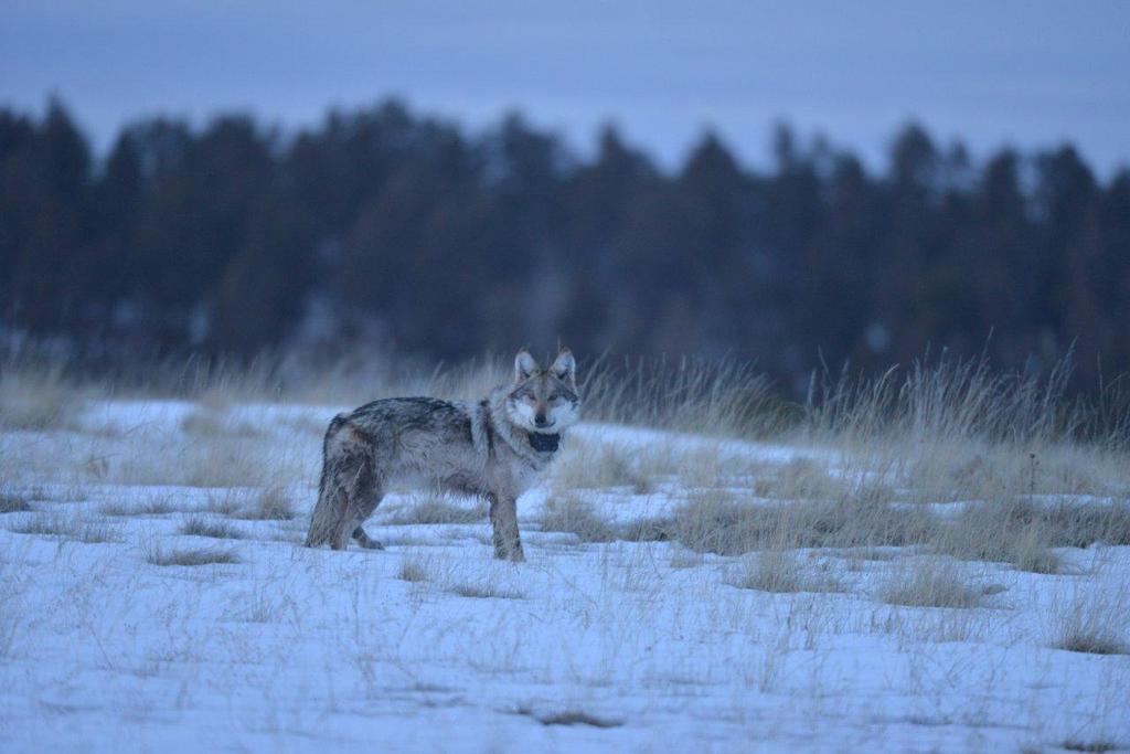 Mexican wolf. Credit: George Andrejko, AGFD. l.