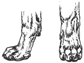 Figure 7! TAIL The set of tail is moderately low, following the contours of the sloping croup and of length to reach approximately to the hock. At rest it should hang in a very slight curve.