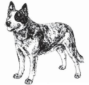 Figure 1! CHARACTERISTICS As the name implies the dog s prime function, and one in which he has no peer, is the control and movement of cattle in both wide-open and confined areas.