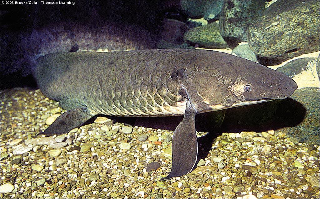 Lungfishes Have gills and one lung or a