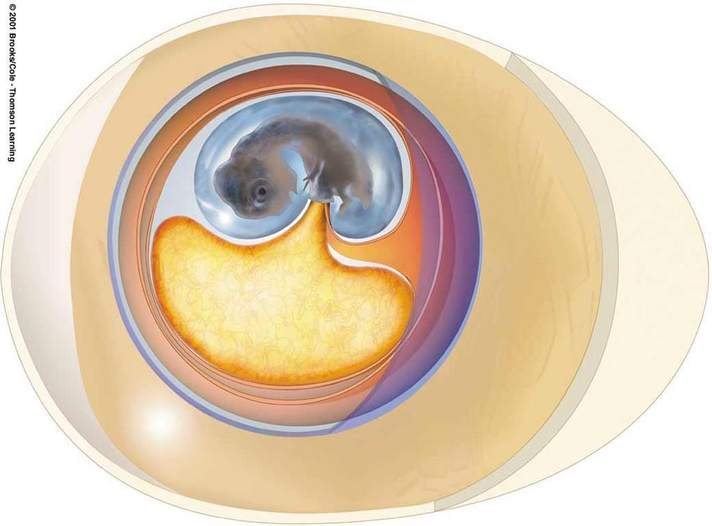 Amniote Egg yolk sac embryo amnion allantois