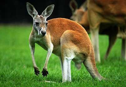 Australian Mammals 1 Provide