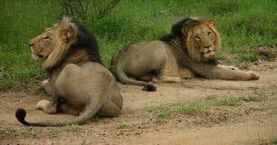 Focus Animals LION (Panthera leo) - Lions are the largest cats in Africa. - Males weigh between 180-240 kg and females 120-180 kg.