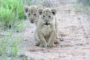 At three months cubs will chew meat, if they are hungry, but don t usually eat meat until they are 5-10 months old.