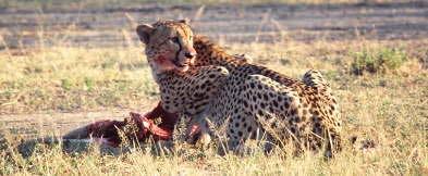 Mating is seldom seen in the wild and copulation is quick. Cheetahs reach sexual maturity at approximately two years old. Cubs Gestation is 90 95 days.