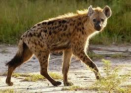 HYENAS Hyenas only occur in Africa, where they are widely distributed. There are three species of hyena, however, some consider the aardwolf part of the hyena family too.