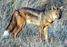 Canides Black-backed Jackal Black tip to tail Omnivorous and does scavenge Can catch anything up to young antelope Nocturnal usually Long-range