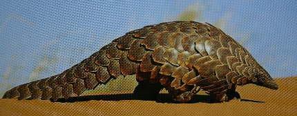 Other more rare animals we may see on the reserve Pangolin or Scaly Anteater Covered in unmistakable hard scales Eats mainly