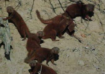 to 65 kg Eats ants and termites Has massive claws for digging into termite mounds Nocturnal digs burrows for shelter Its