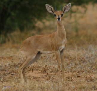Steenbok Common
