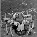 Arthropods, from last time Crustacea are the dominant