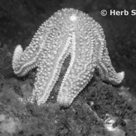 The Echinodermata Feeding How do sea stars eat bivalves?