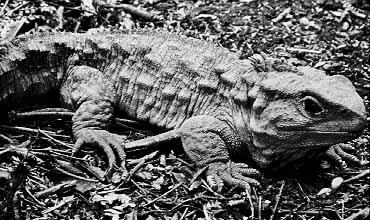 ) Reptiles - better adapted to dry land 1) skin covered with scales 2)