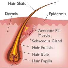 External Structure Hair Made of dead cells filled with keratin protein Color comes from