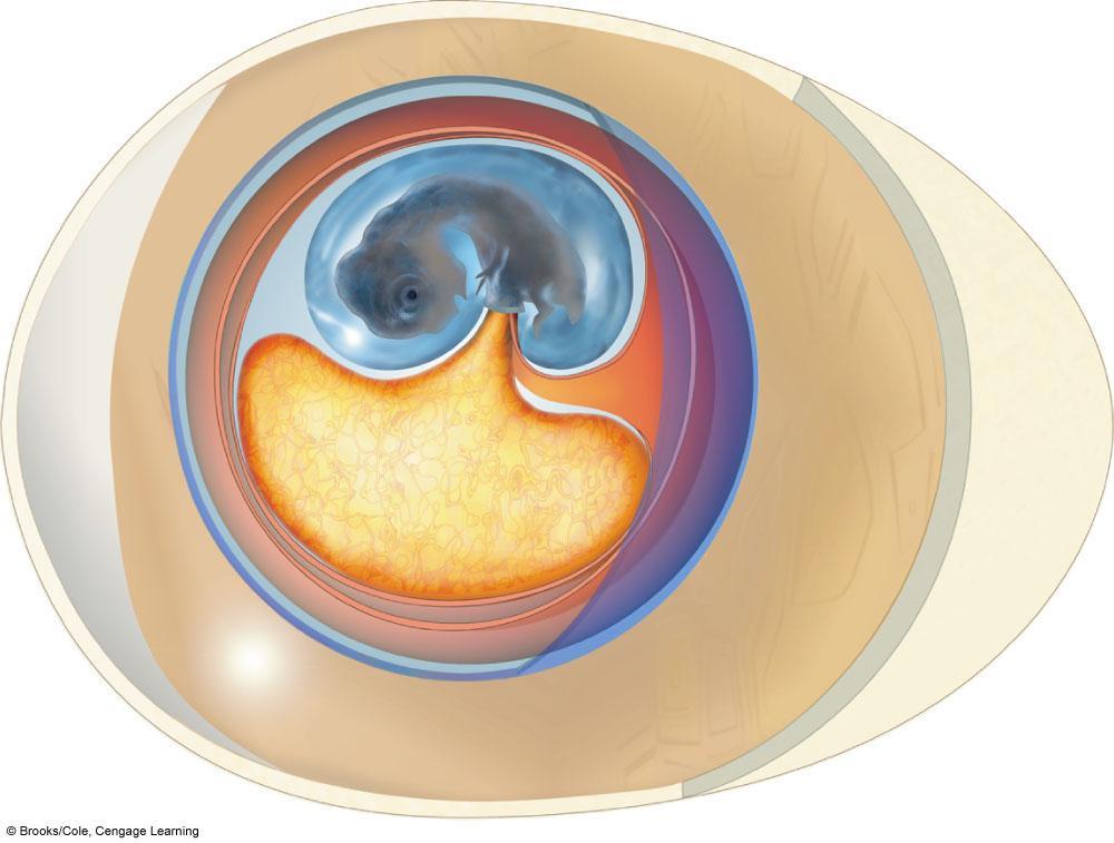 yolk sac embryo amnion chorion allantois