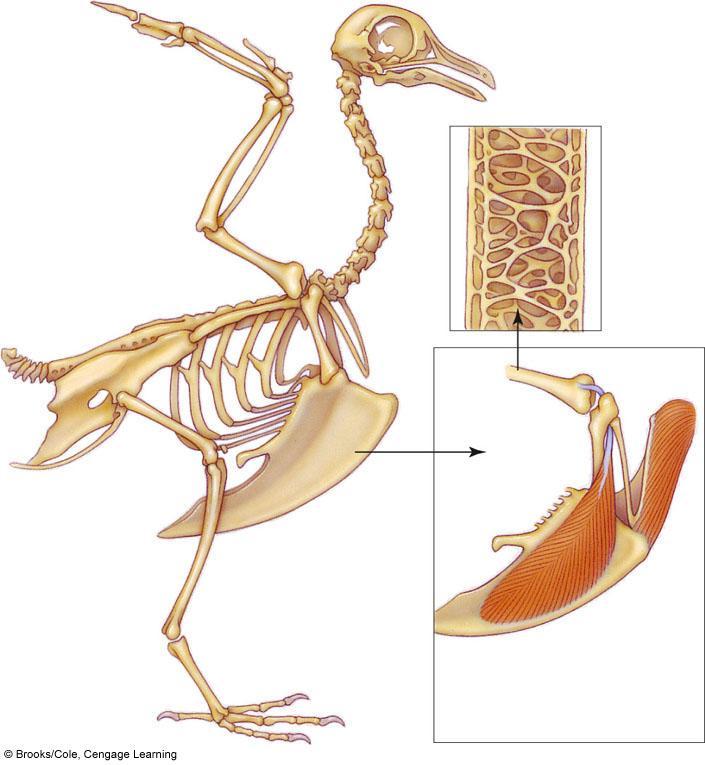 skull radius ulna humerus pectoral girdle internal structure of bird limb bones pelvic