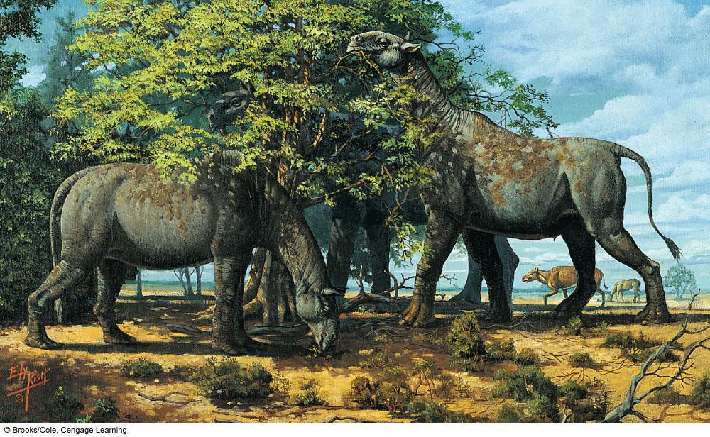 The Largest Land Mammal Giraffe rhinoceros