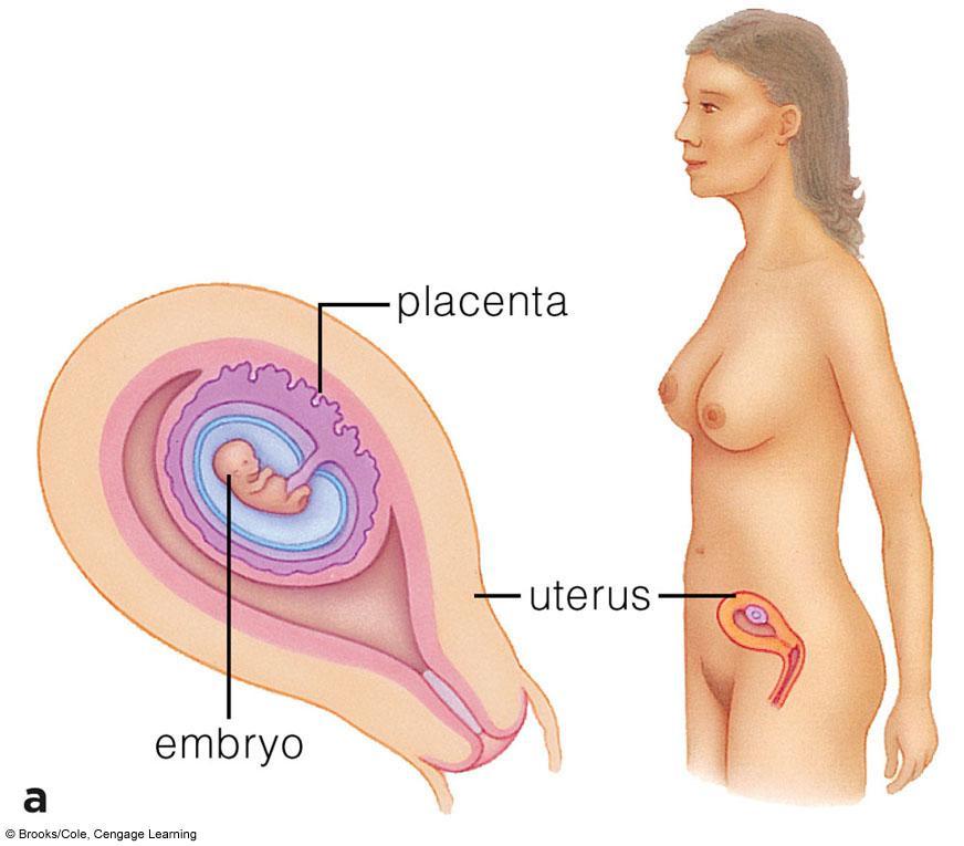 Placental