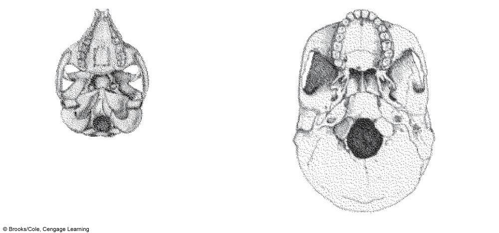 a Hole at back of skull; the backbone is habitually parallel with ground or a plant stem b Hole