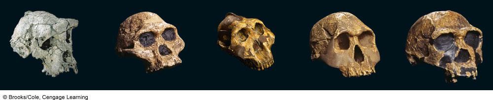 a b c d e Sahelanthropus tchadensis 6 million years ago Australopithecus africanus 3.2 2.