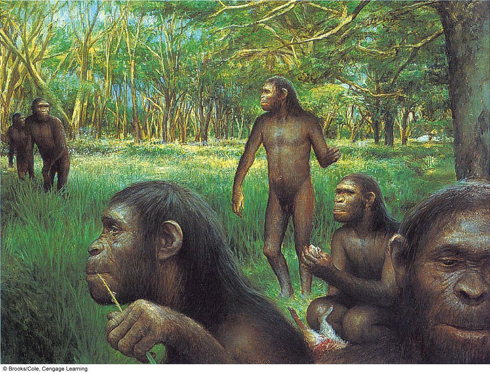 Early Humans Humans are members of the genus