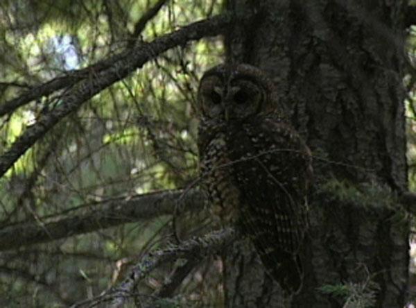 Video: Spotted owl