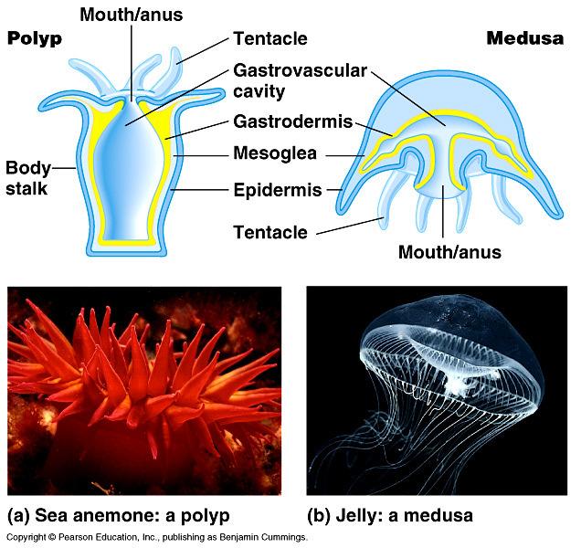 Cnidaria Jellyfish, hydra, sea anemone,