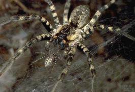 Arthropoda Spiders, insects,
