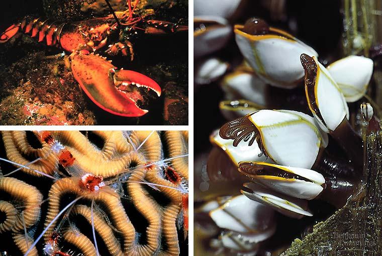 Arthropod groups Invertebrate: Echinodermata Starfish, sea urchins, sea