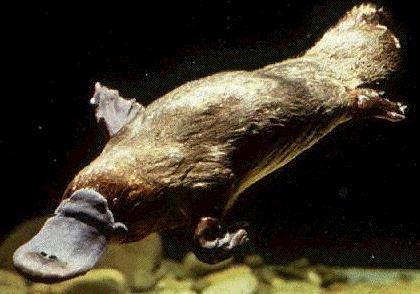platypus, echidna marsupials pouched mammals short-lived
