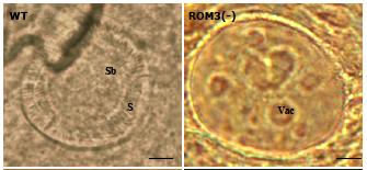 Fig.4.8. ROM3 is required for sporozoite formation.