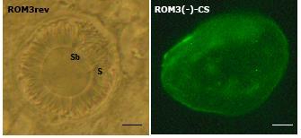 WT and ROM3rev oocysts show the typical sporoblast formation and sporozoite budding, while ROM3(-) do not. Accumulation of vacuoles in ROM3(-) oocysts are readily observed.