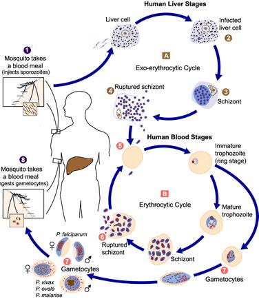 Fig.1.1. Life cycle of Plasmodium in the vertebrate host. The malaria parasite life cycle involves two hosts.
