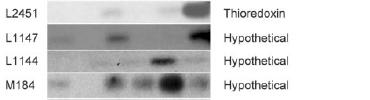 A, reverse transcription-pcr products of samples indicated above each lane were amplified for 25 cycles