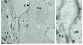 Immunogold labeling of oocyst capsule clearly localizes PbCap380 to the oocyst capsule.