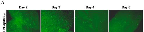 Fig.3.5. PbCap380(-) oocysts do not survive in the mosquito. A, Immunofluorescence of developing oocysts. B, Quantitation.