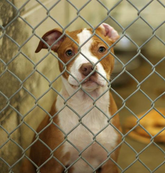 Breed bans and restrictions force dogs out of homes and into shelters, taking up kennel space and resources needed by animals who are truly homeless.