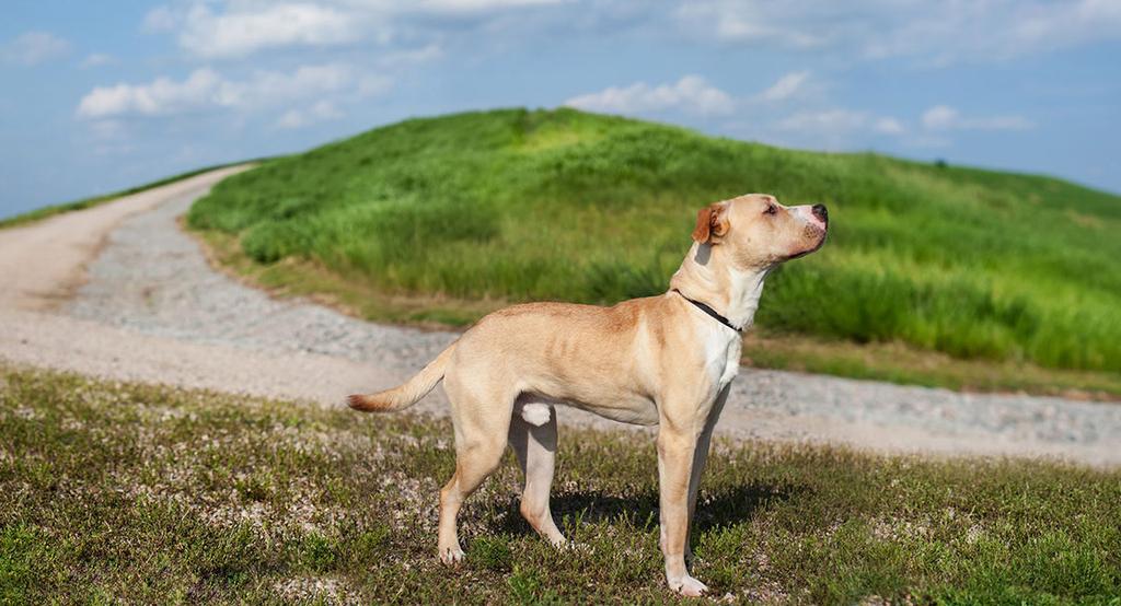 2 Learn the facts about breed-specific legislation Putting dog bites in perspective: most dogs never bite Despite widespread and often sensationalized media coverage of dog bites and attacks, there