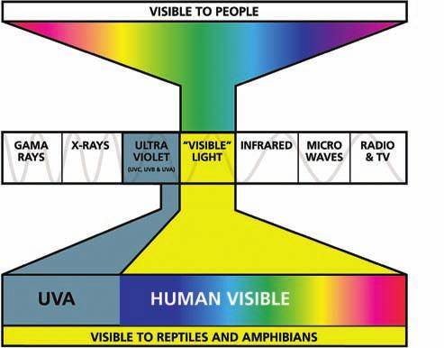 This electromagnetic spectrum shows the difference between the vision of humans and the vision of reptiles and amphibians.