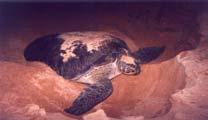 turtle Flatback turtle CURRENT THREATS IN