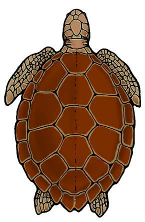 The number and pattern of the scutes is helpful in identifying the type of sea turtle.