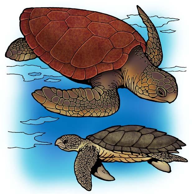 The loggerhead turtle is a large reddishbrown sea turtle. It has an extremely large head for the size of its body. Loggerheads live along the coast in tropical and subtropical waters around the world.