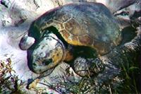 LOGGERHEAD TURTLE Description Loggerhead turtles have a heart-shaped shell (carapace) that is dark brown with reddish and darker brown patches above and has five pairs of scutes (plates) between the