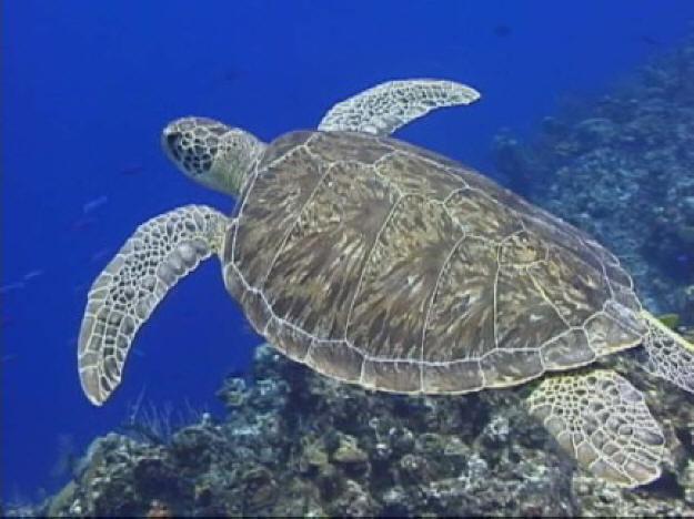 GREEN TURTLE Scientific name: Chelonia mydas (Family Cheloniidae) Description The oval to heart-shaped carapace (shell) of Green turtles is up to 1 metre long, and coloured olive-green, with a