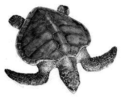 Scientific name: Lepidochelys olivacea OLIVE RIDLEY TURTLE Description Olive Ridley turtle hatchlings are blackish brown in colour with a shell about 4 cm long.